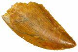 Serrated Raptor Tooth - Real Dinosaur Tooth #370285-1